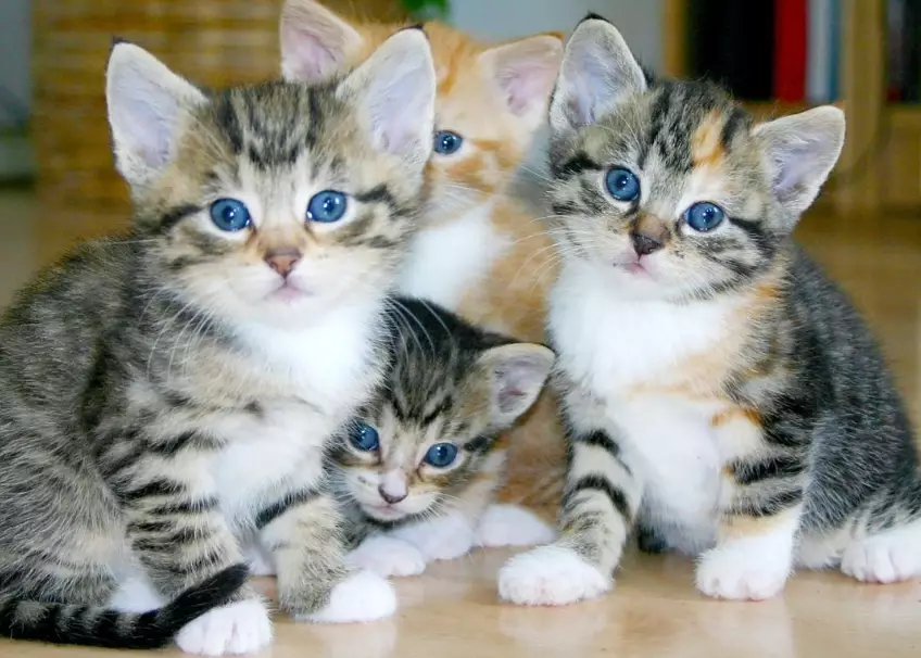 kitten care guide by week