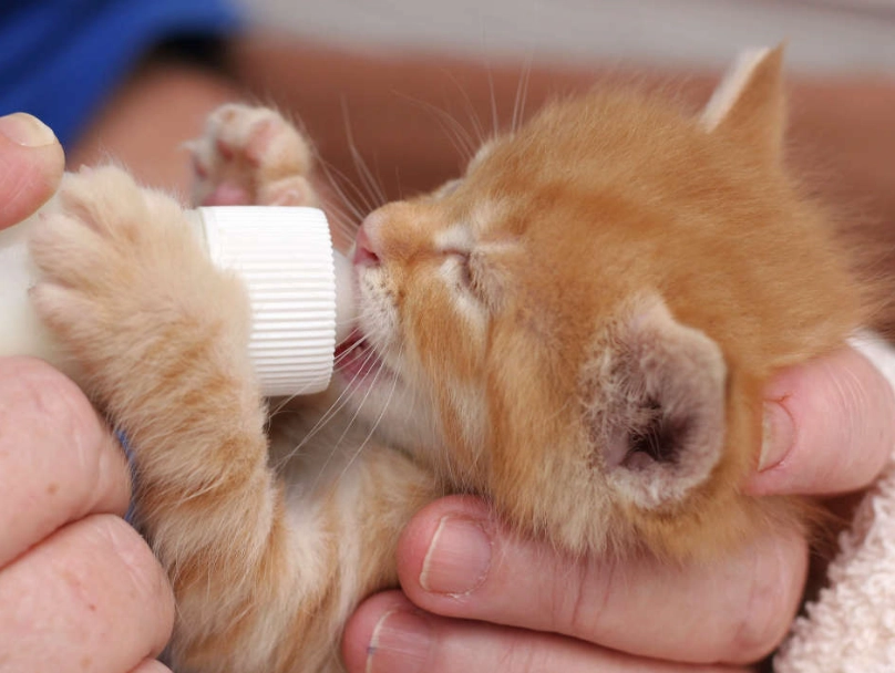 newborn kitten care