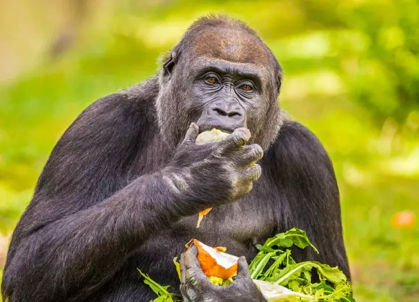 What 4 things do animals need in a habitat?