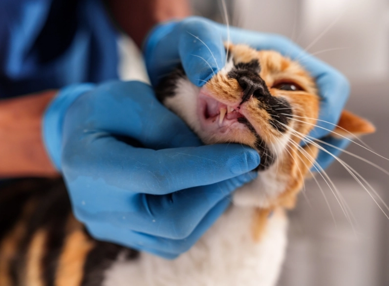 cat tooth decay prevention