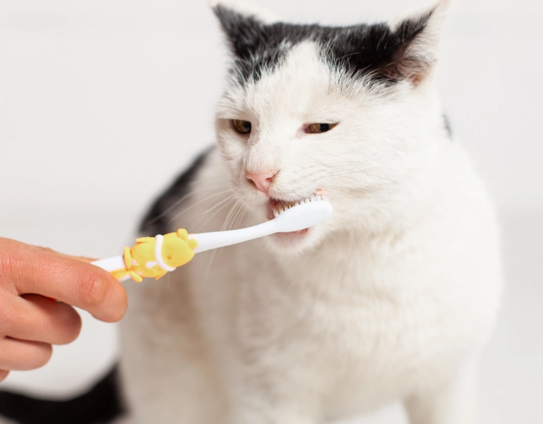 cat dental health