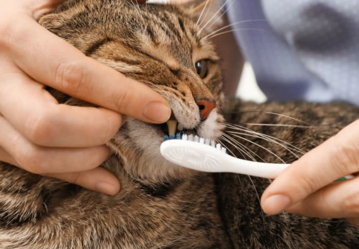 cat tooth decay prevention