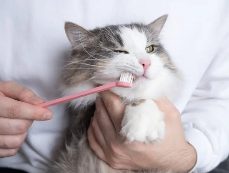 cat dental health