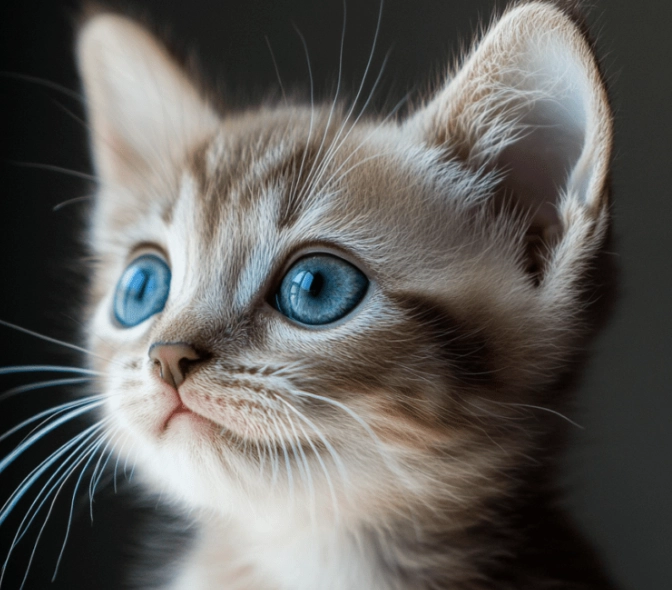new kitten checklist