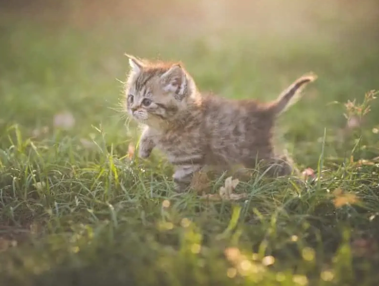 kitten care timeline