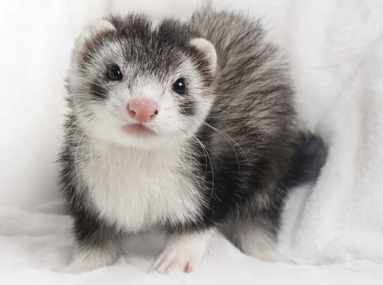 low maintenance small pets