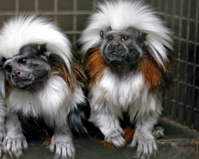 low maintenance small pets