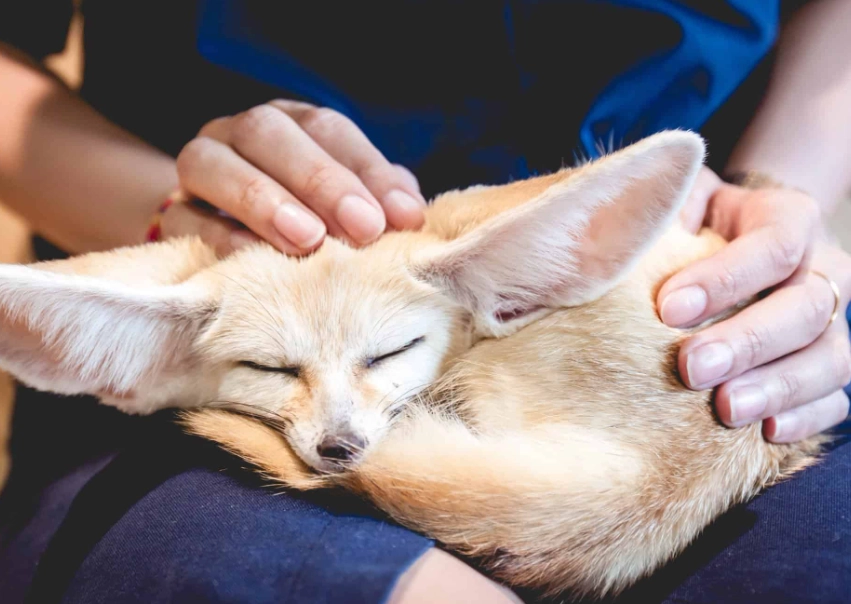 best small pet rodents