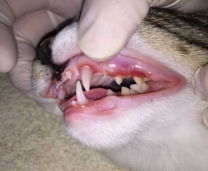 cat bad breath causes
