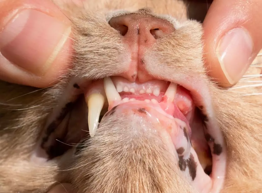 cat dental disease symptoms