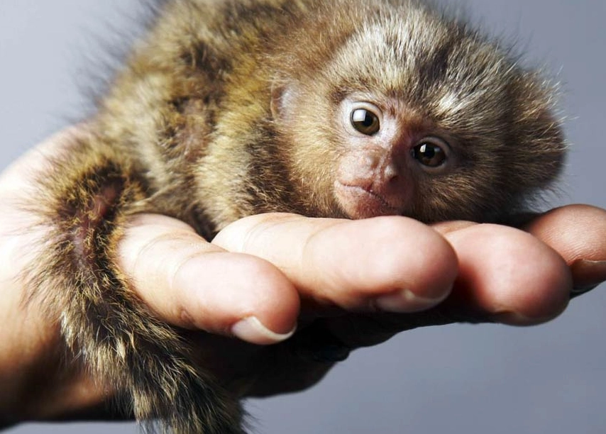 best small pet rodents