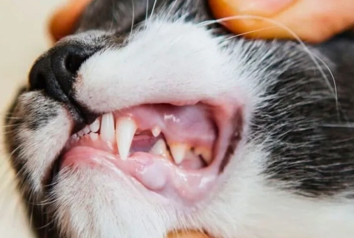 cat dental disease symptoms