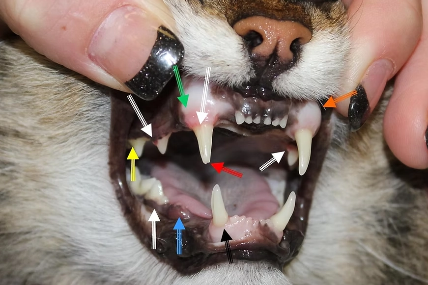 cat tooth infection signs