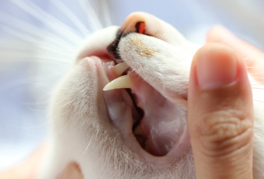 cat tooth infection signs