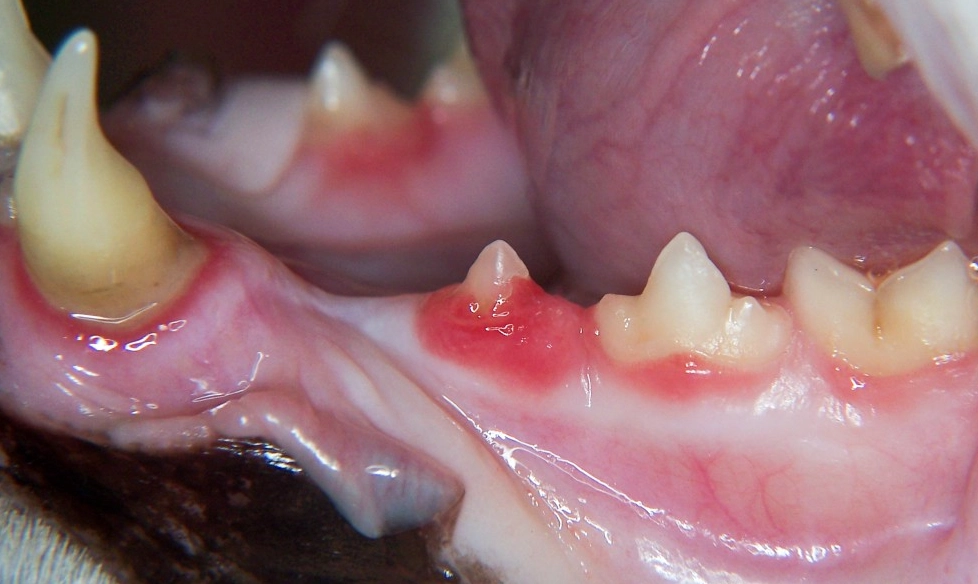 cat bad breath causes