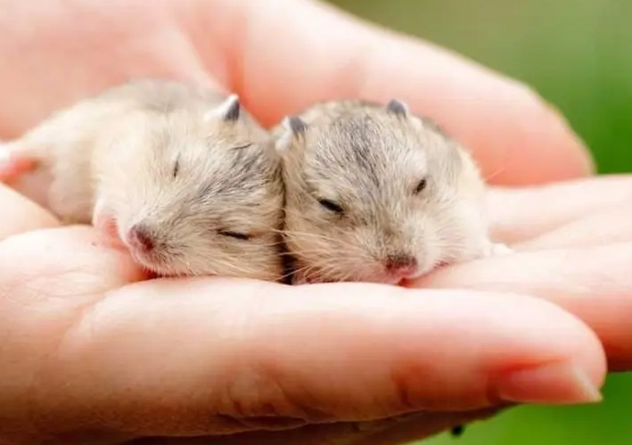 guinea pig as pet