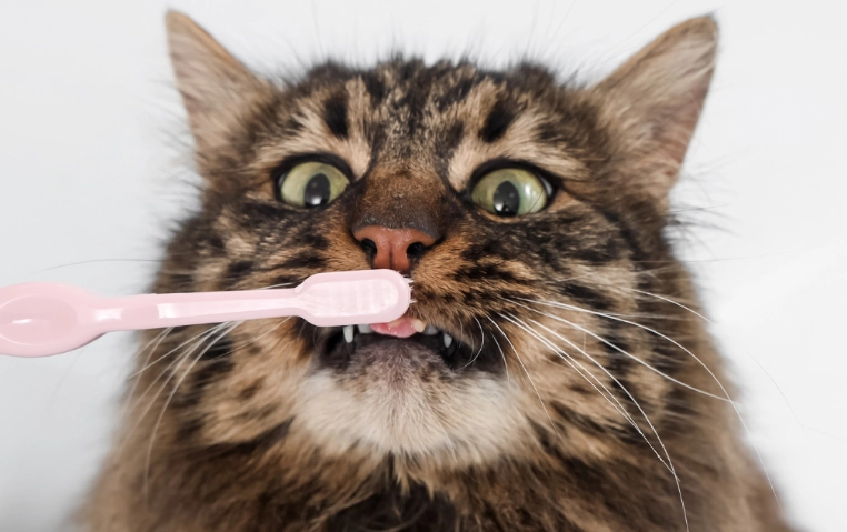 cat dental treats