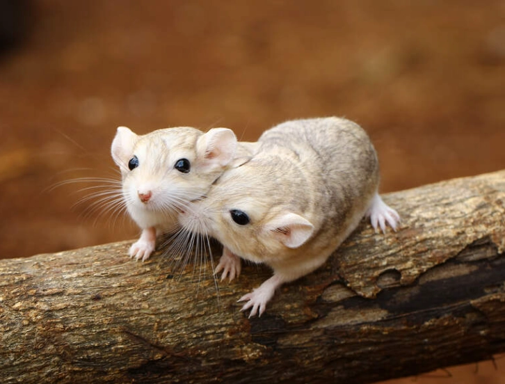 Small mammals as pets representative species