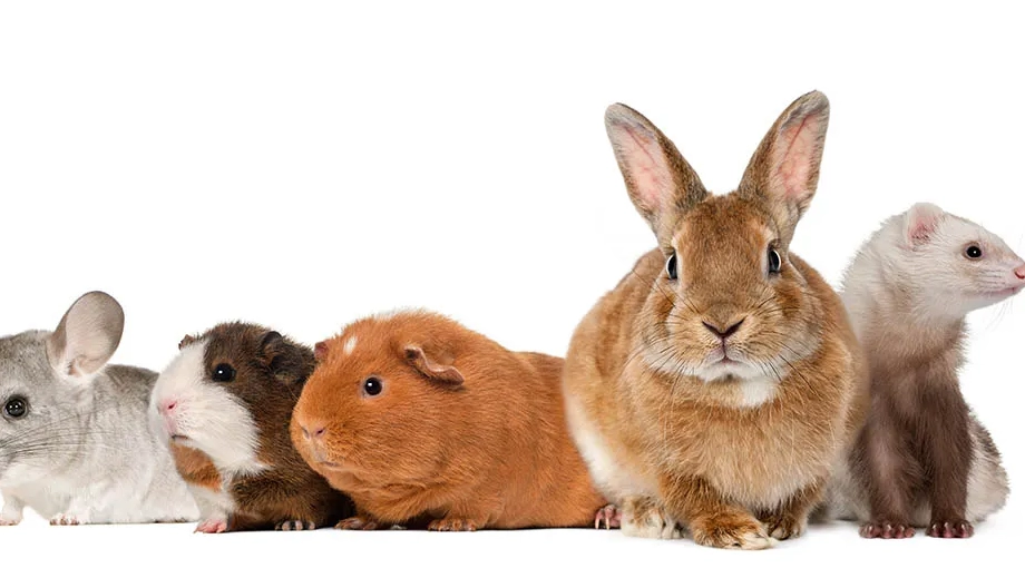 hamster care