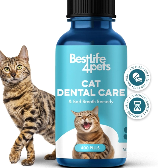 how to clean cat teeth