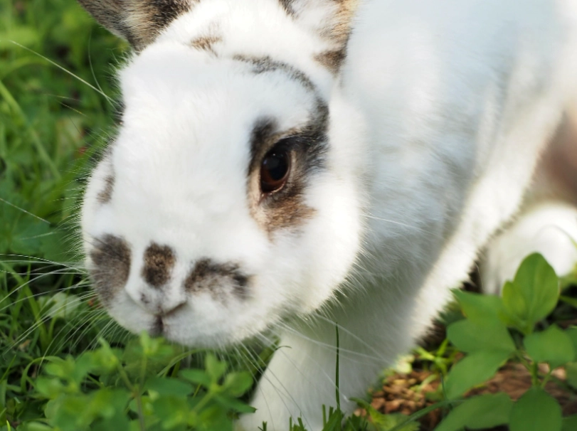 pet rabbit breeds