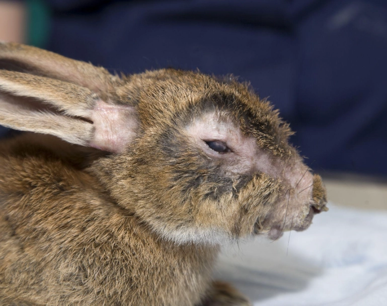 sick rabbit symptoms