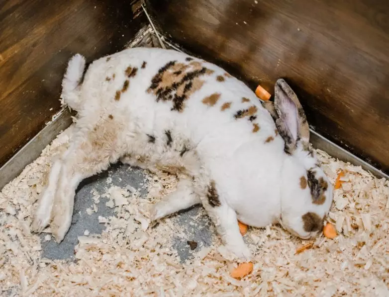 rabbit not eating