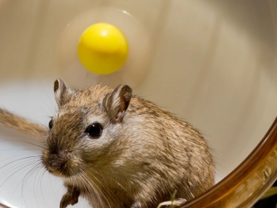what to feed gerbils