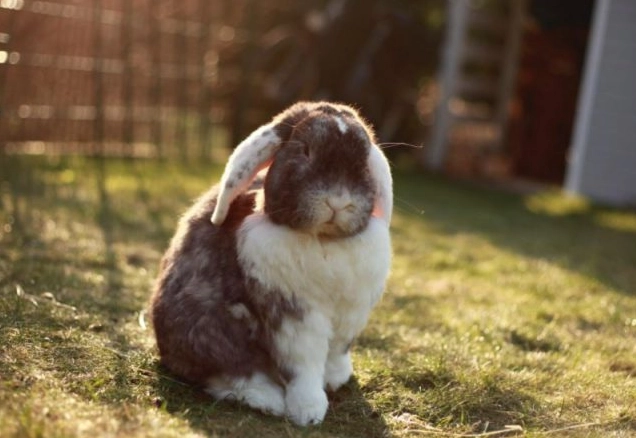 rabbit health problems