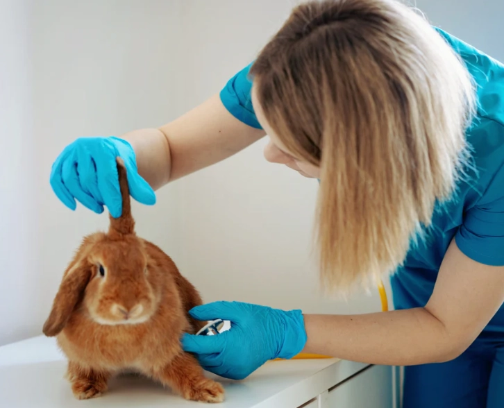rabbit not eating