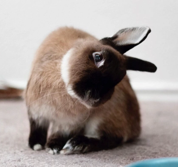 sick rabbit symptoms