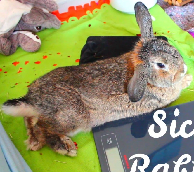 rabbit health problems